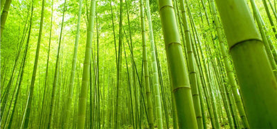 Bamboo Products