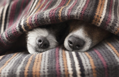 Pet Organizers