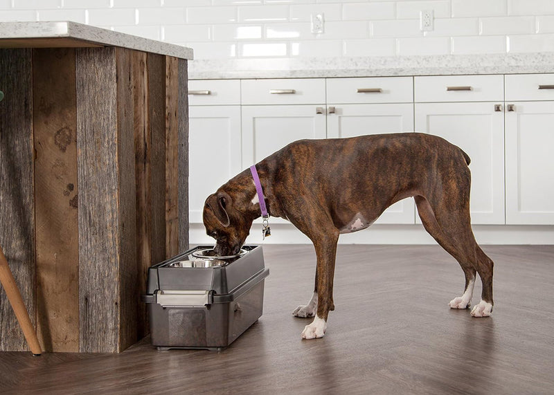 Raised Dog Bowl Set